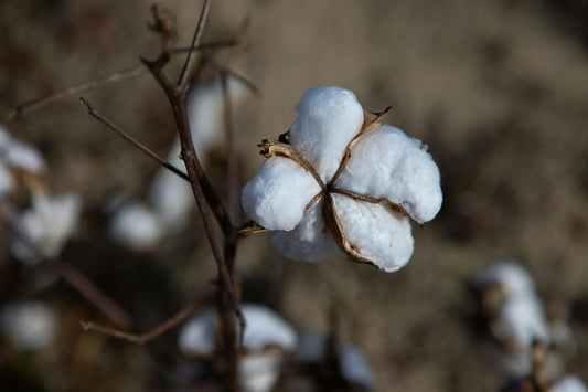 Close up of cotton perfect for gym clothes